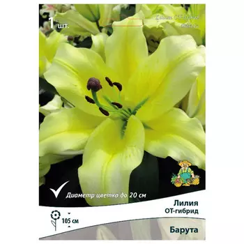 луковица растений ПОИCК Лилия ОТ-гибрид Барута ПОИСК 1шт
