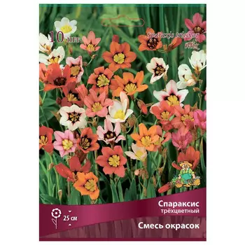 луковица растений Спараксис трёхцветный Cмесь окрасок ПОИСК 10шт