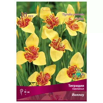 луковица растений Тигридия павлинья Йеллоу ПОИСК 10шт
