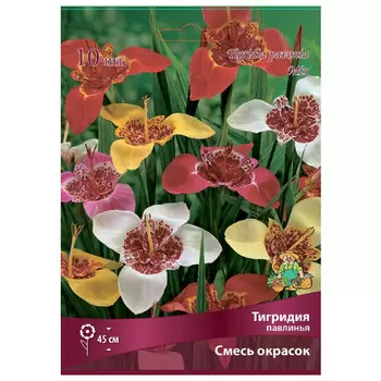 луковица растений Тигридия павлинья Смесь окрасок ПОИСК 10шт