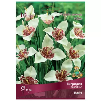 луковица растений Тигридия павлинья Вайт ПОИСК 10шт
