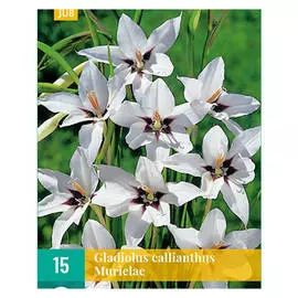 луковицы Ацидантера Биколор 15шт 8/+