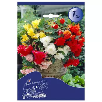 луковицы Бегония ампельная микс 4/5 2шт