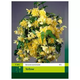 луковицы Бегония ампельная жёлтая 1шт 4/5