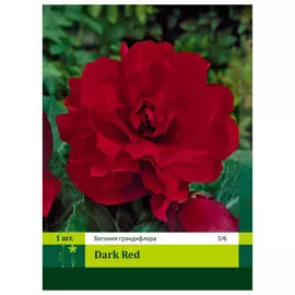 луковицы Бегония Дарк Ред 1шт 5/6