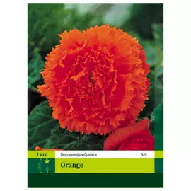 луковицы Бегония Фимбриата оранжевая 1шт 5/6