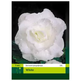 луковицы Бегония махровая белая 1шт 5/6