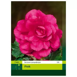 луковицы Бегония махровая розовая 1шт 5/6