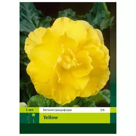 луковицы Бегония махровая жёлтая 1шт 5/6