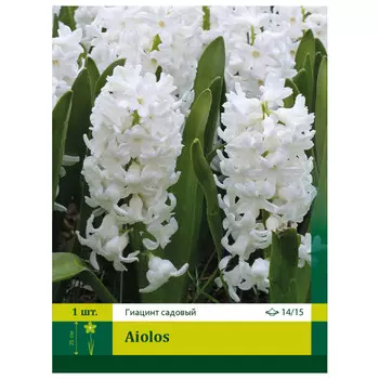 луковицы Гиацинт Аиолос 14/15 (1)