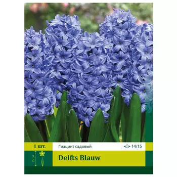 луковицы Гиацинт Делфтс Блю 14/15 (1)