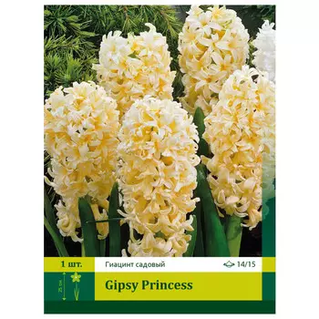 луковицы Гиацинт Джипси Принцесс ПЕТРОФЛОРА 16/17 1шт