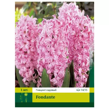 луковицы Гиацинт Фондант ПЕТРОФЛОРА 14/15 1шт