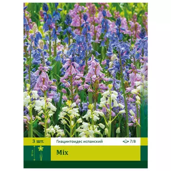 луковицы Гиацинтодес Испанская Смесь ПЕТРОФЛОРА 7/8 3шт