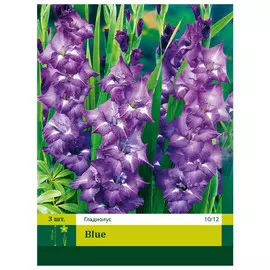 луковицы Гладиолус 3шт 10/12 в асс-те