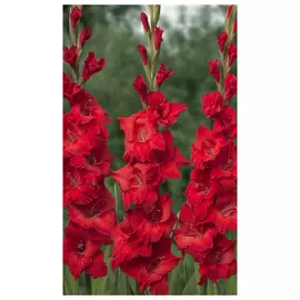 луковицы Гладиолус Абсолют 3шт 12/14