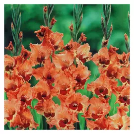 луковицы Гладиолус Алиса 3шт 12/14