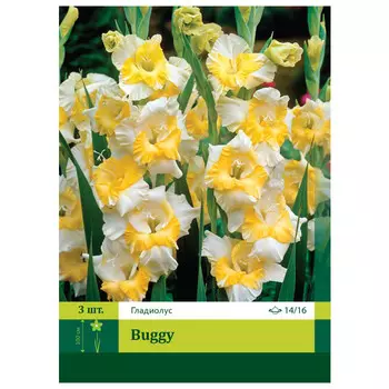 луковицы Гладиолус Багги ПЕТРОФЛОРА 14/16 3шт