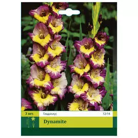 луковицы Гладиолус динамит 3шт 12/14