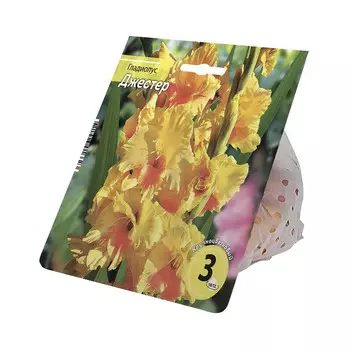 луковицы Гладиолус Джестер 10/12 3шт