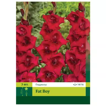 луковицы Гладиолус Фэт Бой ПЕТРОФЛОРА 14/16 3шт