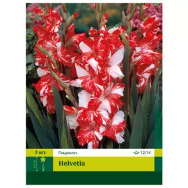 луковицы Гладиолус Гельвета 3шт 12/14