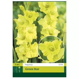 луковицы Гладиолус Грин Стар 3шт 12/14