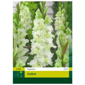 луковицы Гладиолус гыдан 2шт 12/14