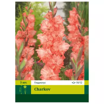 луковицы Гладиолус Харьков 10/12 3шт