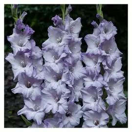 луковицы Гладиолус Хэр Майджести 3шт 12/14