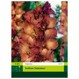 луковицы Гладиолус индиан саммер 3шт 12/14