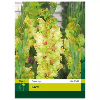 луковицы Гладиолус Киев 10/12 3шт