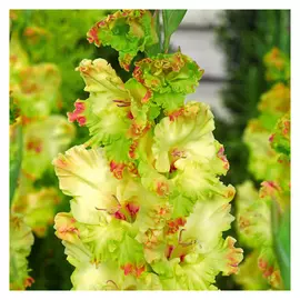 луковицы Гладиолус Киев 2шт 12/14