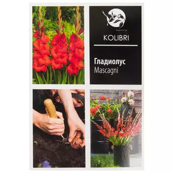 луковицы Гладиолус крупноцветковый Маскагни 10/12 3шт