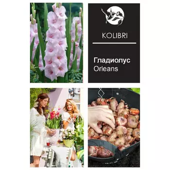 луковицы Гладиолус крупноцветковый Орлеанс 10/12 3шт