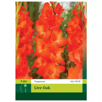 луковицы Гладиолус Лайв Оак ПЕТРОФЛОРА 14/16 3шт