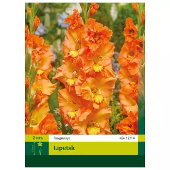 луковицы Гладиолус Липецк 10/12 3шт