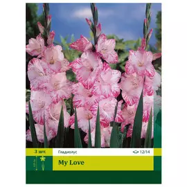 луковицы Гладиолус Май Лав 3шт 12/14