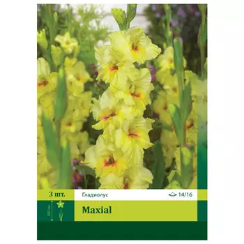 луковицы Гладиолус Максиал ПЕТРОФЛОРА 14/16 3шт