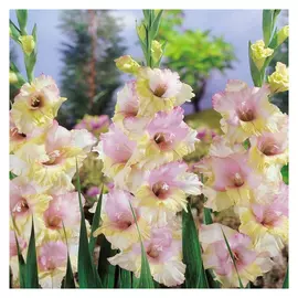 луковицы Гладиолус Мон Амур 3шт 12/14