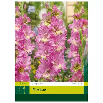 луковицы Гладиолус Москва 10/12 3шт