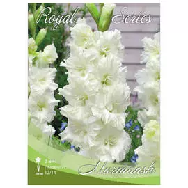 луковицы Гладиолус мурманск 2шт 12/14