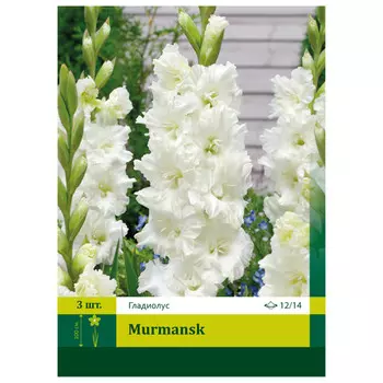 луковицы Гладиолус Мурманск ПЕТРОФЛОРА 12/14 3шт