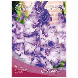 луковицы Гладиолус Одесса 2шт 12/14