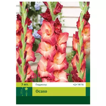 луковицы Гладиолус Окасо ПЕТРОФЛОРА 14/16 3шт