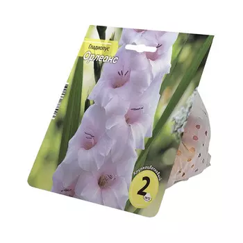 луковицы Гладиолус Орлеанс 10/12 2шт