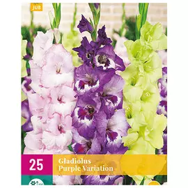 луковицы Гладиолус Пурпул Вариэйшн 25шт 12/14