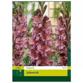 луковицы Гладиолус якутск 2шт 12/14