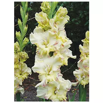 луковицы Гладиолус Рига 2шт 12/14