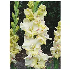 луковицы Гладиолус Рига 2шт 12/14